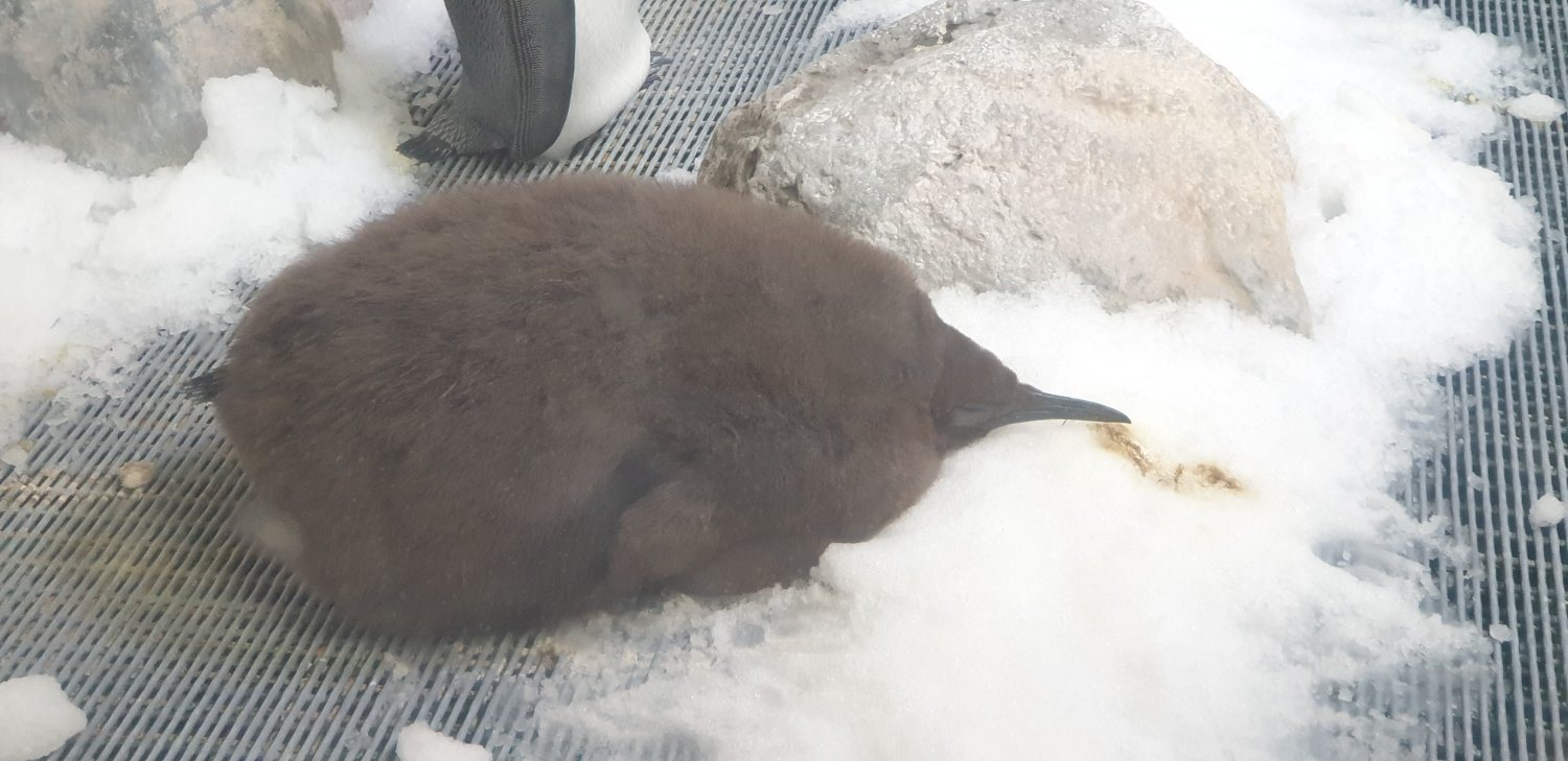 Pesto the baby King Penguin sleeping in the snow.