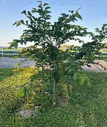 ornamental cherry tree pruning?