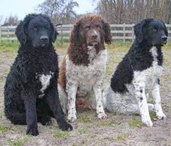 3 wetterhoon adults of different color coats, one mostly black with white, one half brown half white, and one half black and hal white