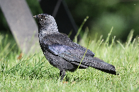 Jackdaw