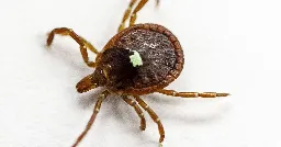 This tick’s spit can make you allergic to meat