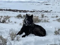 Another Western state says it won’t send wolves to Colorado, citing “enormous price” of managing the species