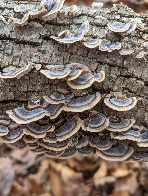 Turkey Tail