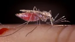 African Scientist aims to eradicate malaria by editing mosquito DNA | CNN