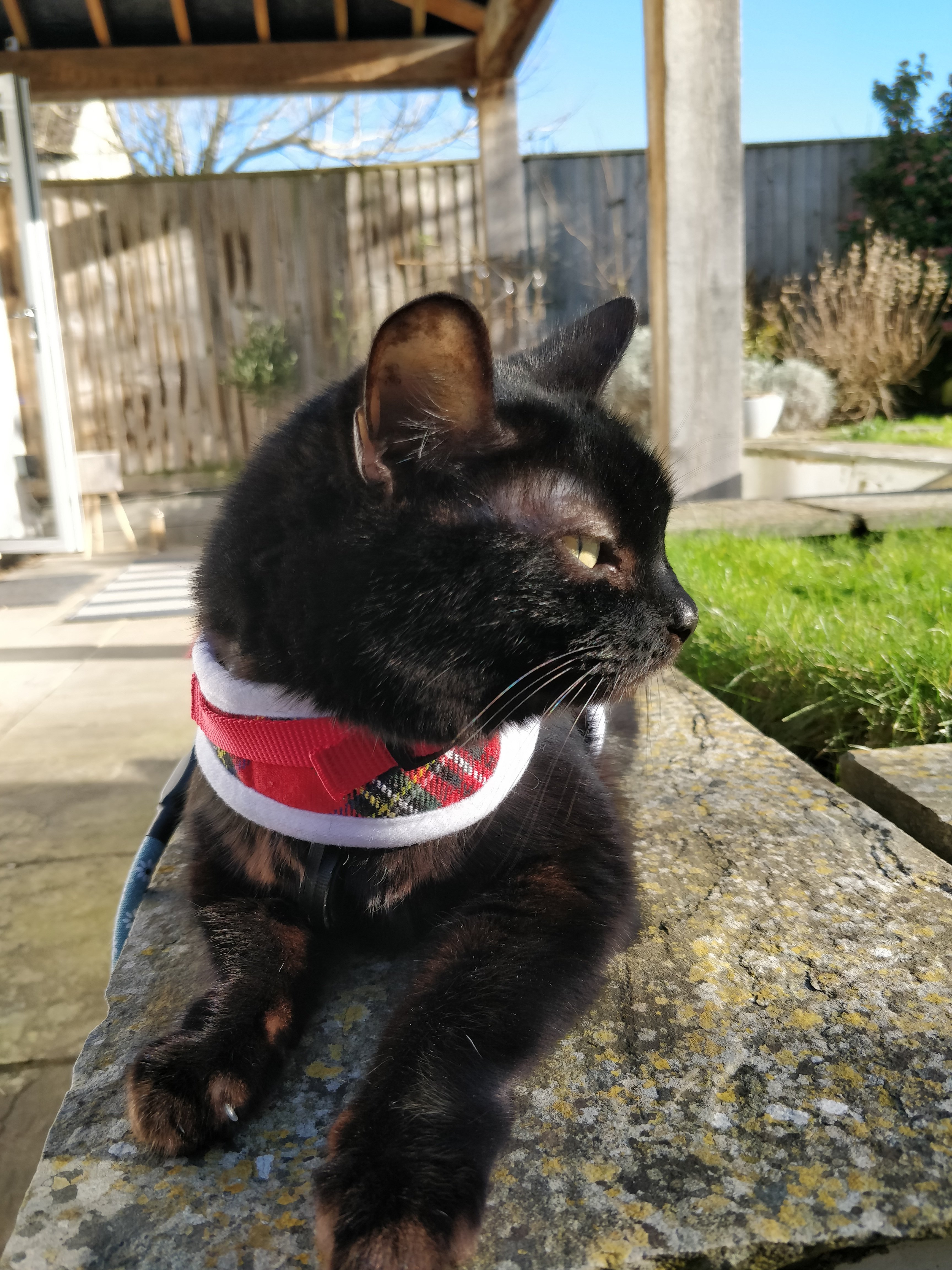 Cat sitting in the garden