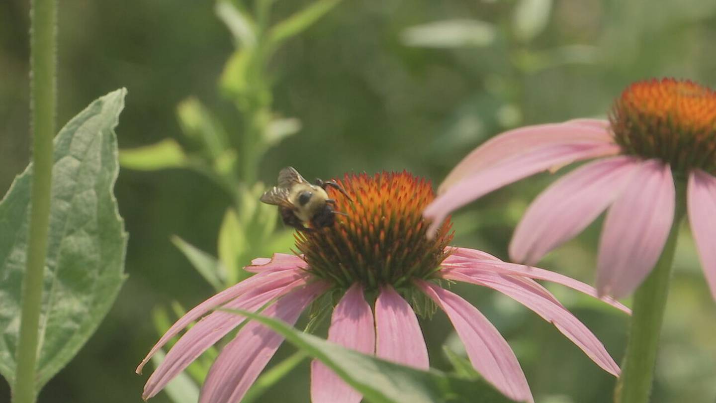 ‘If you plant it, they will come’: Pollinator gardens help butterflies and bees thrive