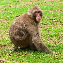 Japanese macaque - Lemmy.World