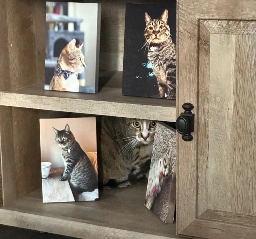 Can you spot the real kitty in this photo?