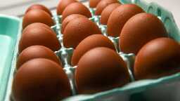 FDA upgrades recall of eggs linked to salmonella to 'serious' health risks or 'death'