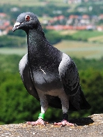 IP over Avian Carriers - Wikipedia