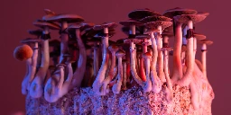 Psychedelic mushrooms and quiet quitting: Psilocybin use tied to working fewer overtime hours