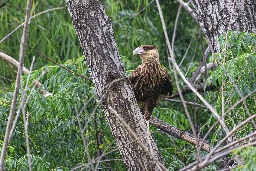 Carancho (Caracara plancus) - Reserva Ecológica Costanera Sur, Buenos Aires, Argentina - Deciembre 2023