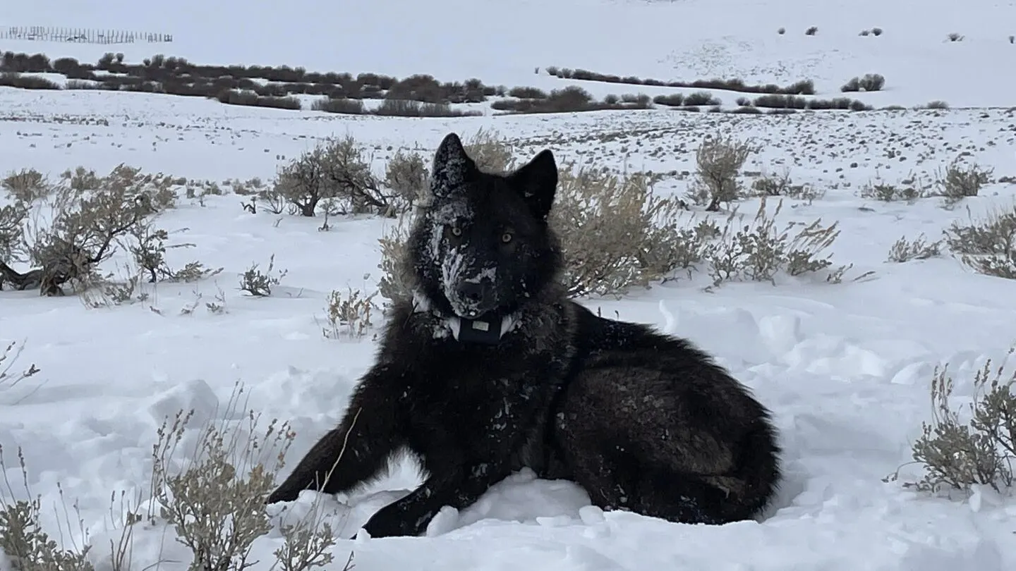 Colorado cattle industry sues over wolf reintroduction on the cusp of the animals' release