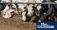 Alarm as bird flu now ‘endemic in cows’ while Trump cuts staff and funding