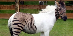 Zebroid - a crossbred of a zebra and a horse | DinoAnimals.com