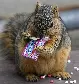 fatsquirrelhate