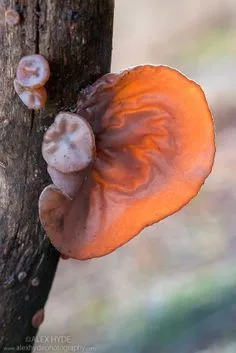 mushroom looking like an ear