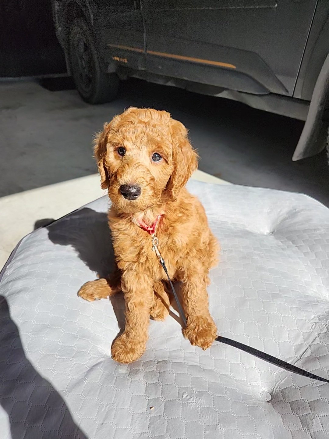 My handsome boy helping in the garage.