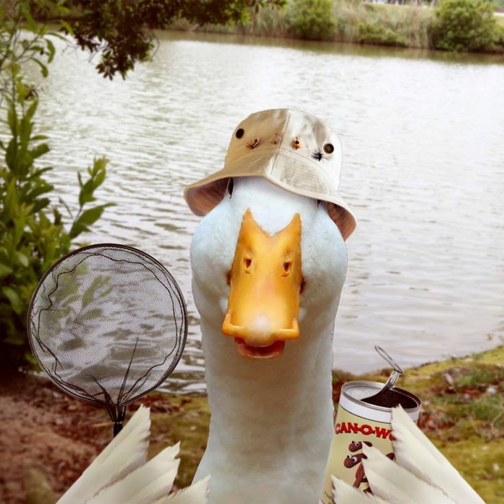 Duck during fishing this spring