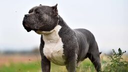 American XL Bully dogs to be banned in the UK following string of attacks