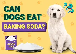 Can Dogs Eat Baking Soda? Vet-Approved Facts & FAQ – Dogster