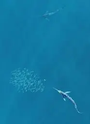 Watch these predatory fish use rapid color changes to coordinate attacks