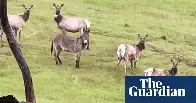 Diesel the escaped pet donkey found living with elk after five years.