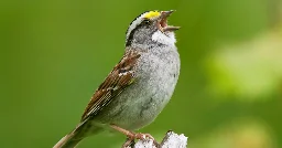 Can You Understand Bird? Test Your Recognition of Calls and Songs