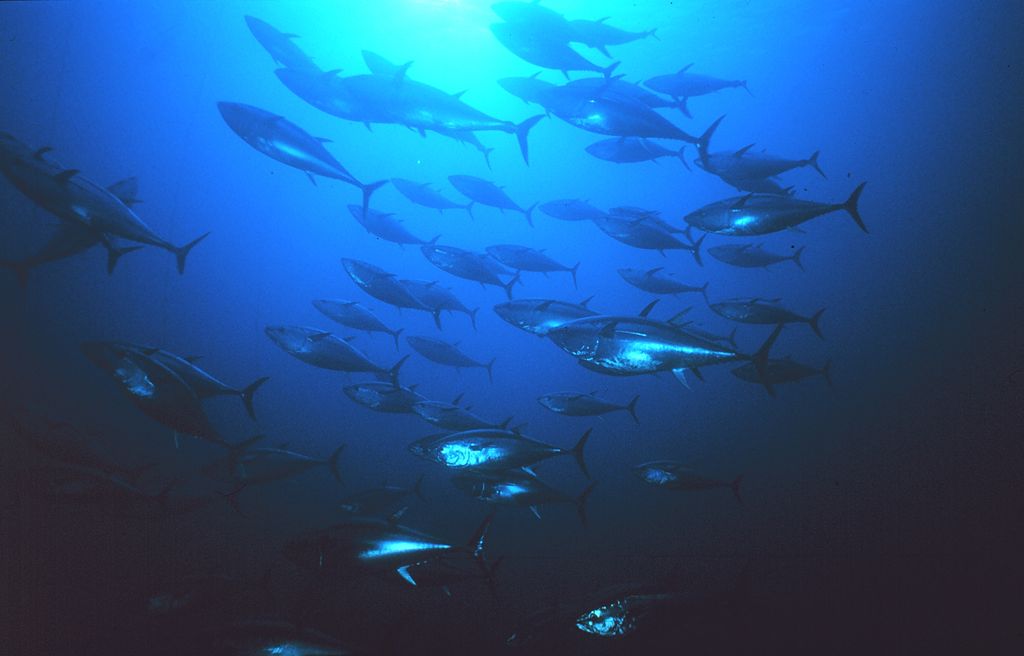 Peixes grandes estão a ficar menores e peixes pequenos estão a substituí-los - Wilder