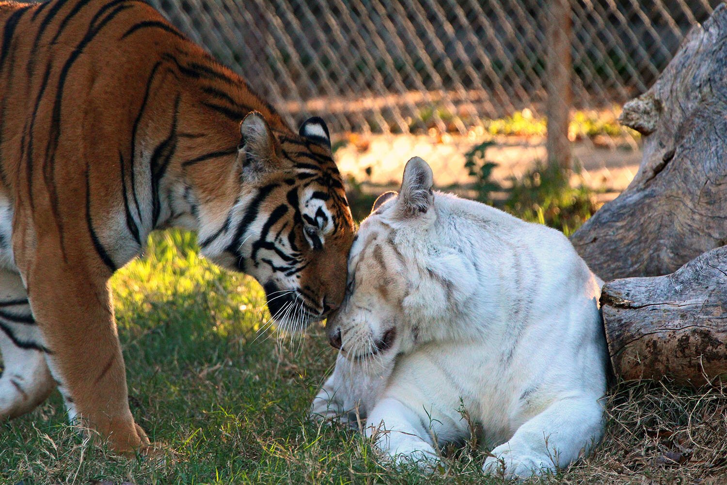 Can captive tigers be part of the effort to save wild populations?