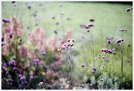 Verbena [Minolta X-500 | 85mm 1.7 | Porta 160]