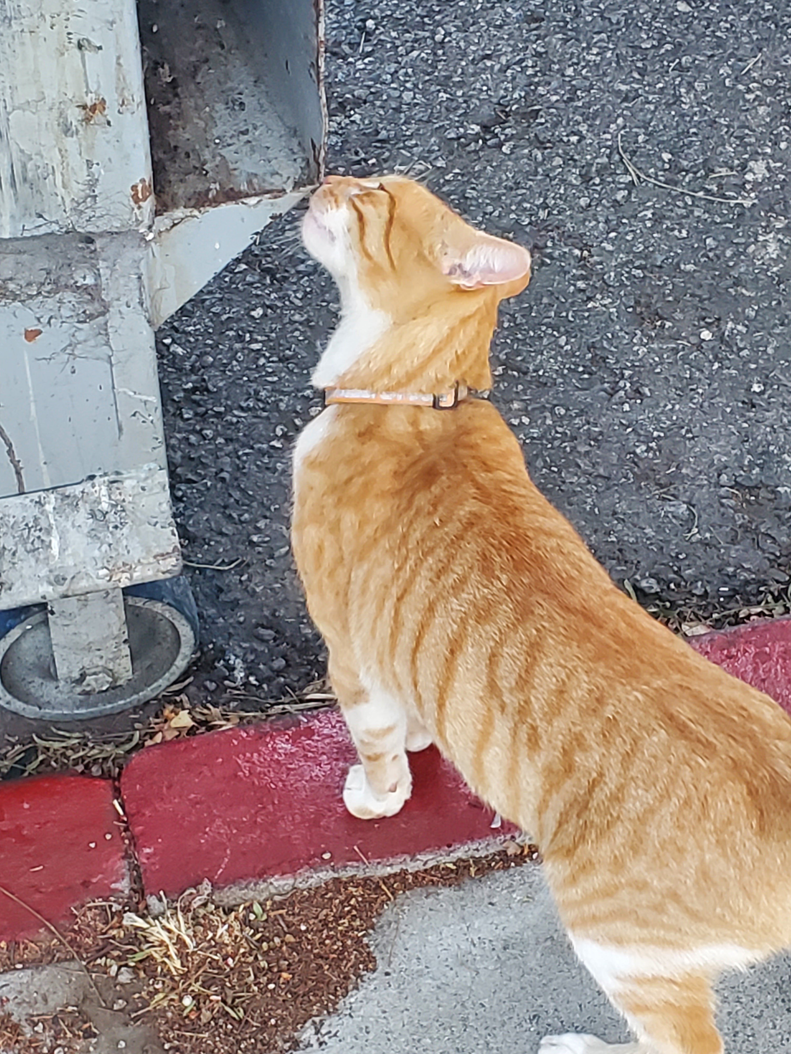 Rice sniffing a dumpster