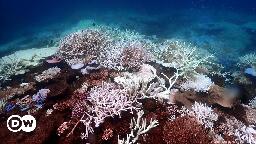 Australia: Great Barrier Reef waters warmest in 400 years – DW – 08/07/2024