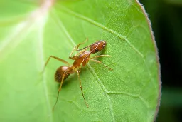 These invasive ants have bizarre genomes that defy biology