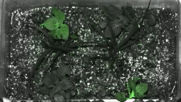 PhD student bioengineers potato plant to detect gamma radiation