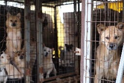 South Korea Dog Farmers Threaten to Unleash 2 Million Dogs