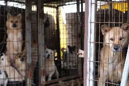 South Korea Dog Farmers Threaten to Unleash 2 Million Dogs