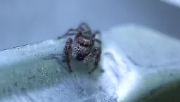 Jumping spider seems to gesture at me