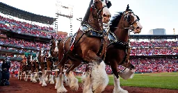 Anheuser-Busch Says It Has Stopped Amputating Tails of Budweiser Clydesdales