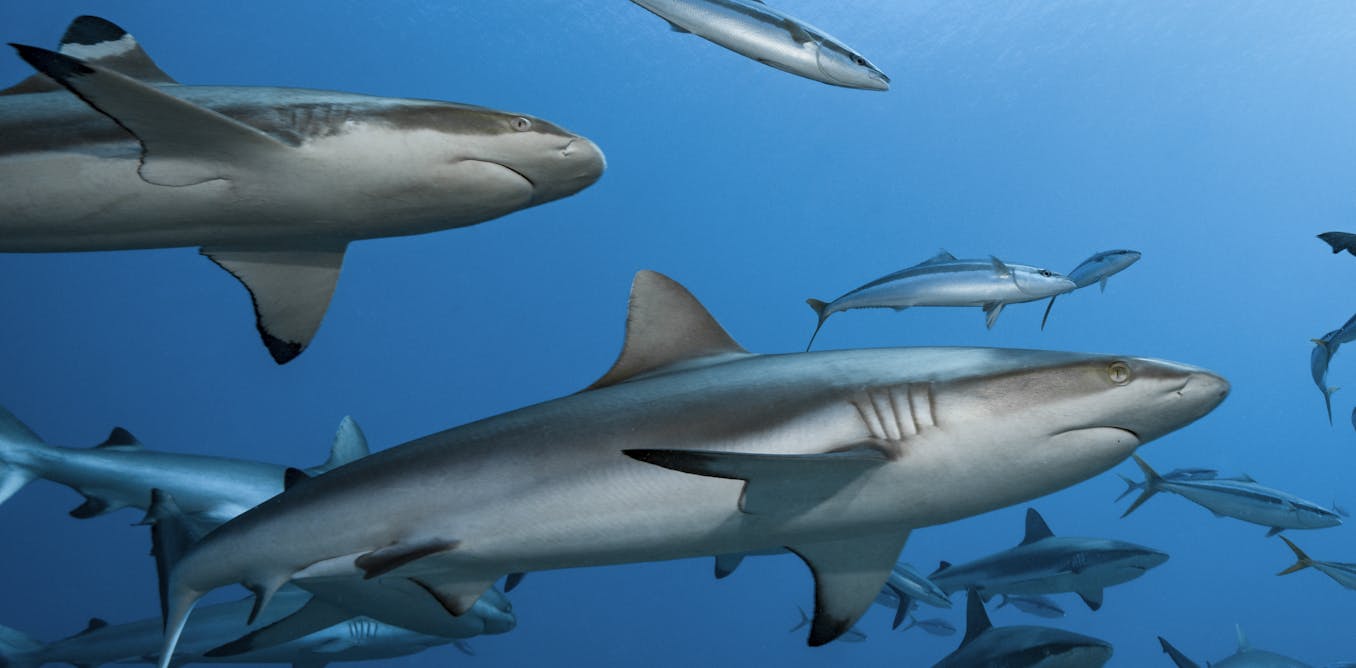 Oceans without sharks would be far less healthy – new research