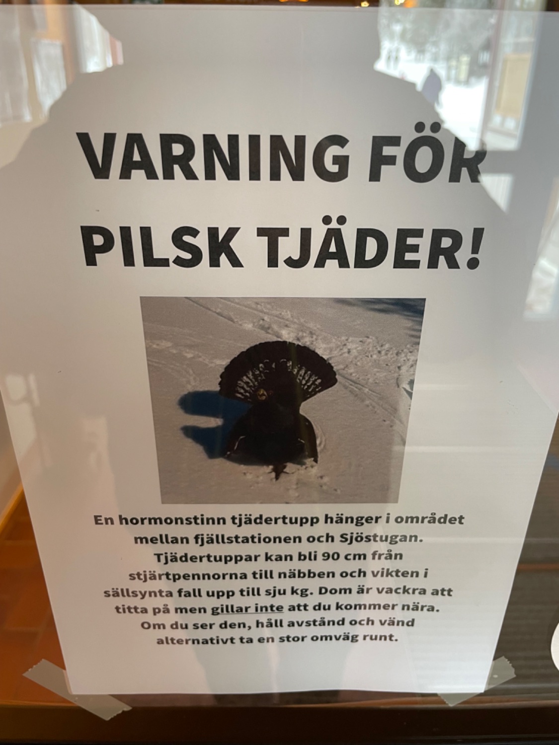 En helt vanlig dag i Grövelsjön