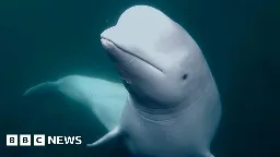 Beluga whale was Russian military asset - but no spy