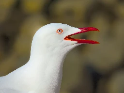 Silver Gull (Larus novaehollandiae) - South Bank, Brisbane, Australia - August 2024