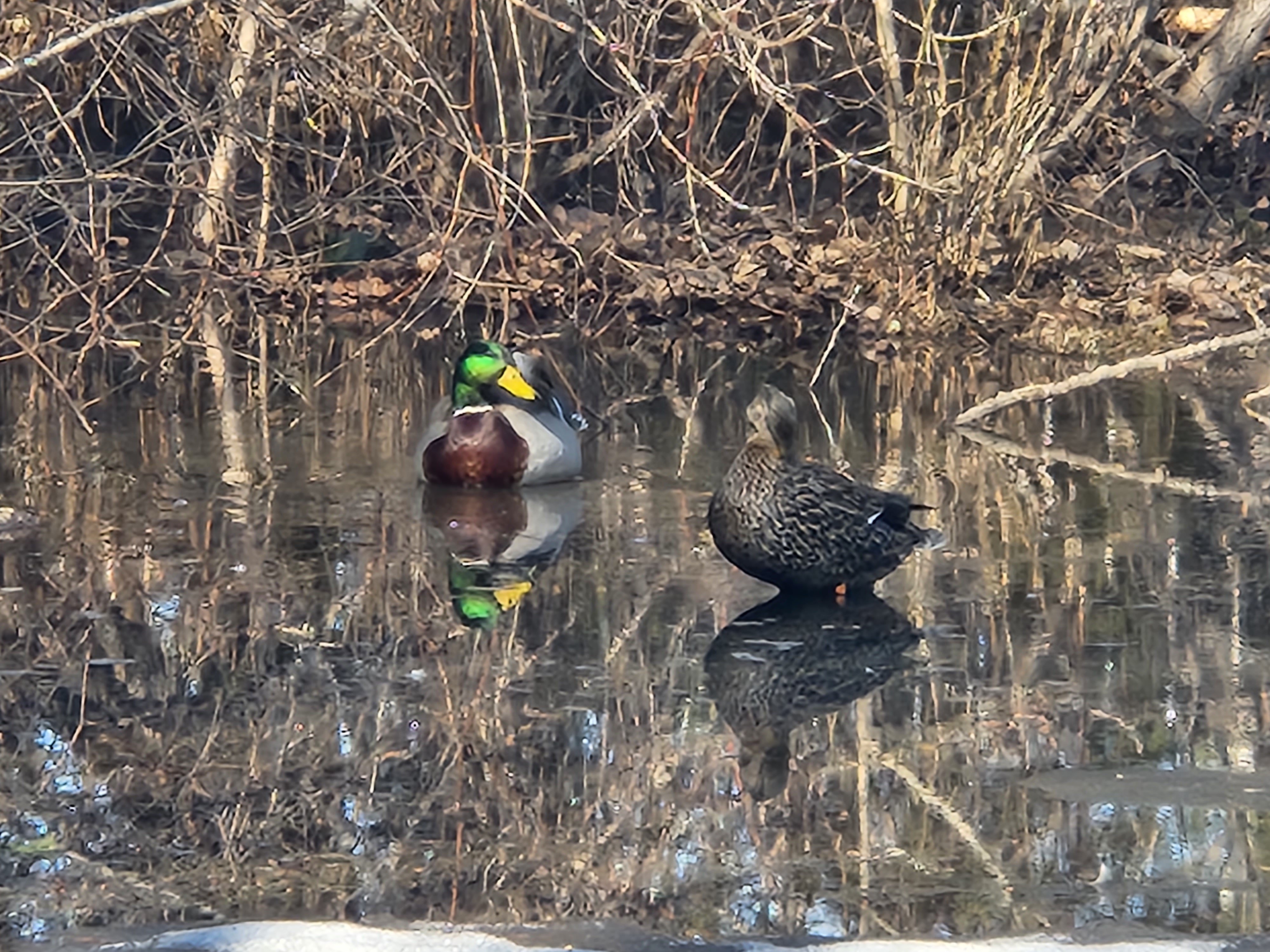 A drake and his honey taking a dip in my flooded back yard