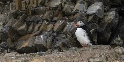 A new hybrid subspecies of puffin is likely the result of climate change