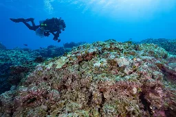 Public comment sought on proposed national marine sanctuary in Papahānaumokuākea | Big Island Now