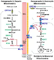 Molecular Mechanisms of Neuroprotection by Ketone Bodies and Ketogenic Diet in Cerebral Ischemia and Neurodegenerative Diseases