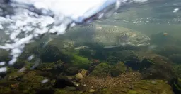 'A beautiful thing': Klamath River salmon are spotted far upstream in Oregon after dam removal