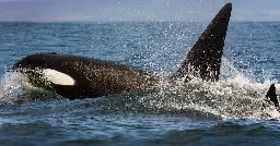 Orcas Pummel Boat After Crew Tries To Deter Them With Heavy Metal Music