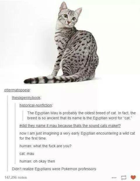 Egyptian Mau